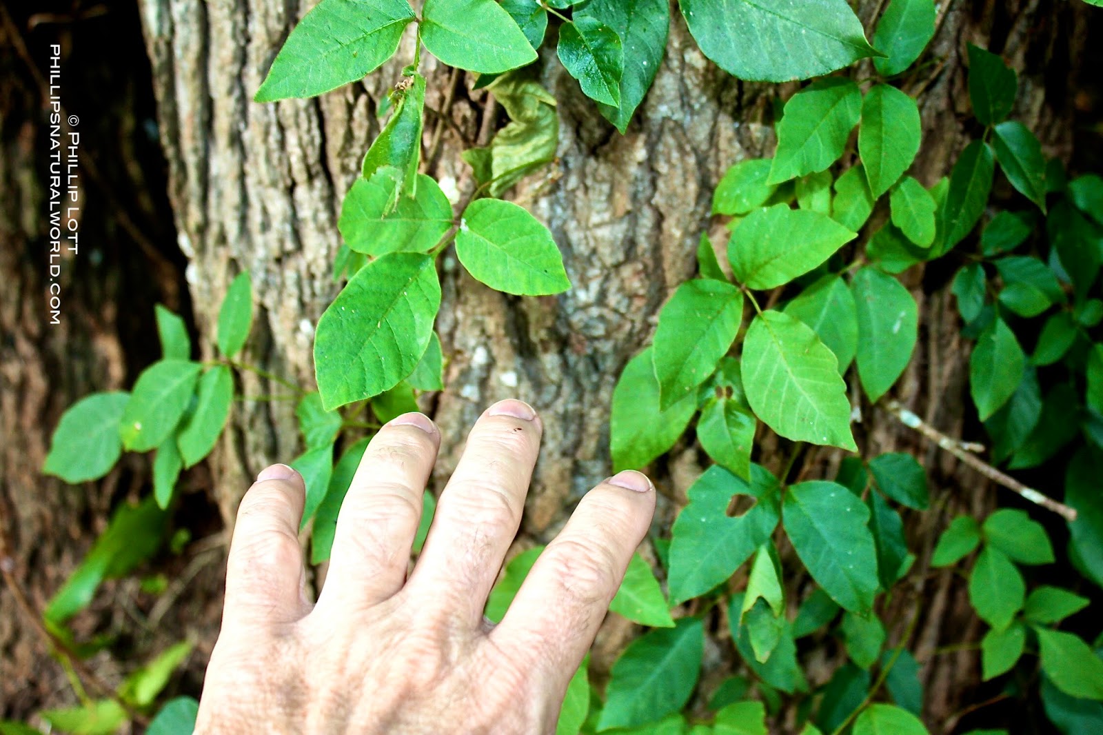 Poison Ivy Phillip�s Natural World
