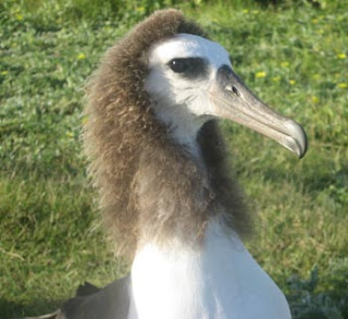 Funny Albatross