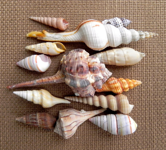 Summerland Cottage Studio Collecting Seashells