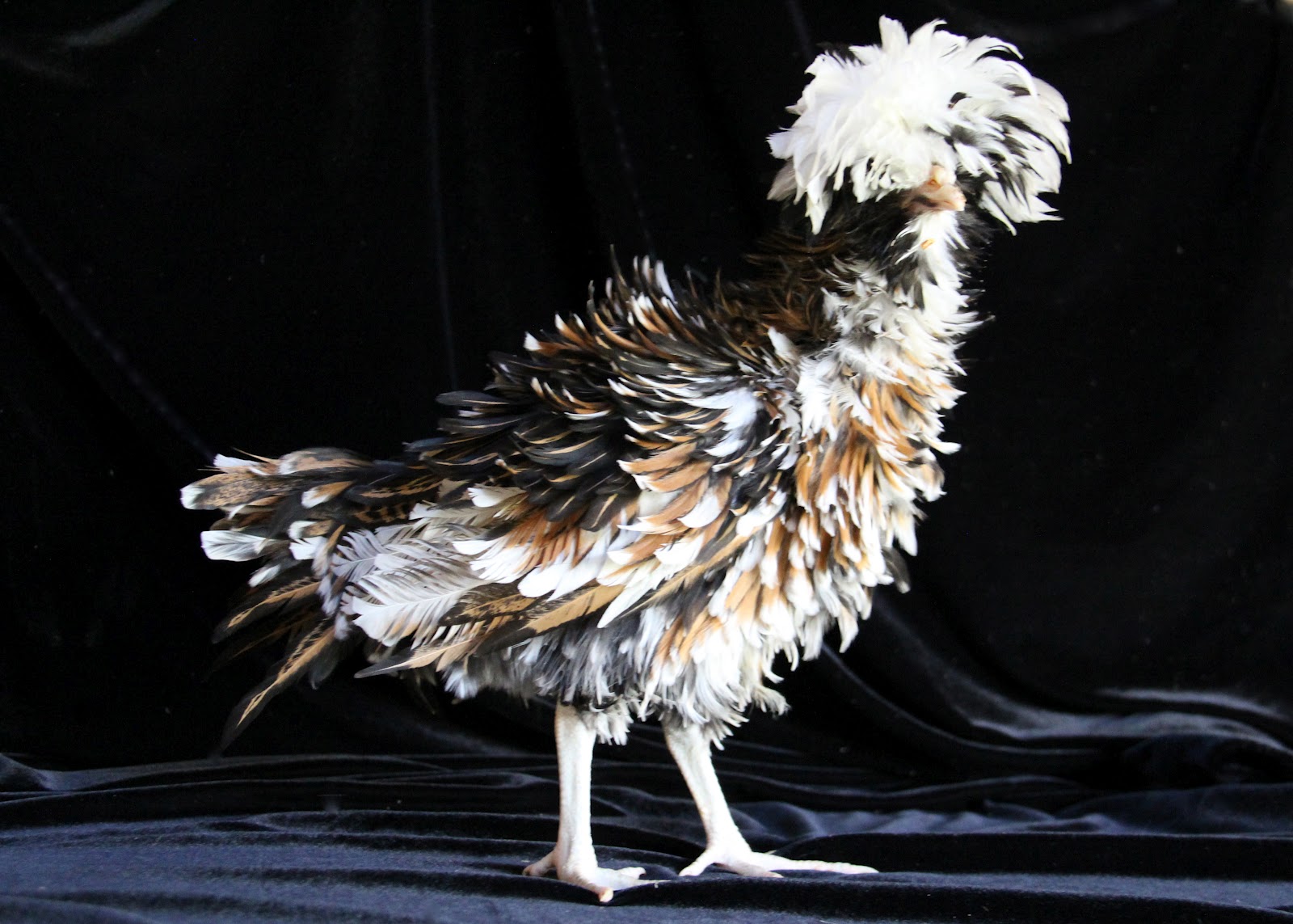 Most Beautiful Fancy Hens