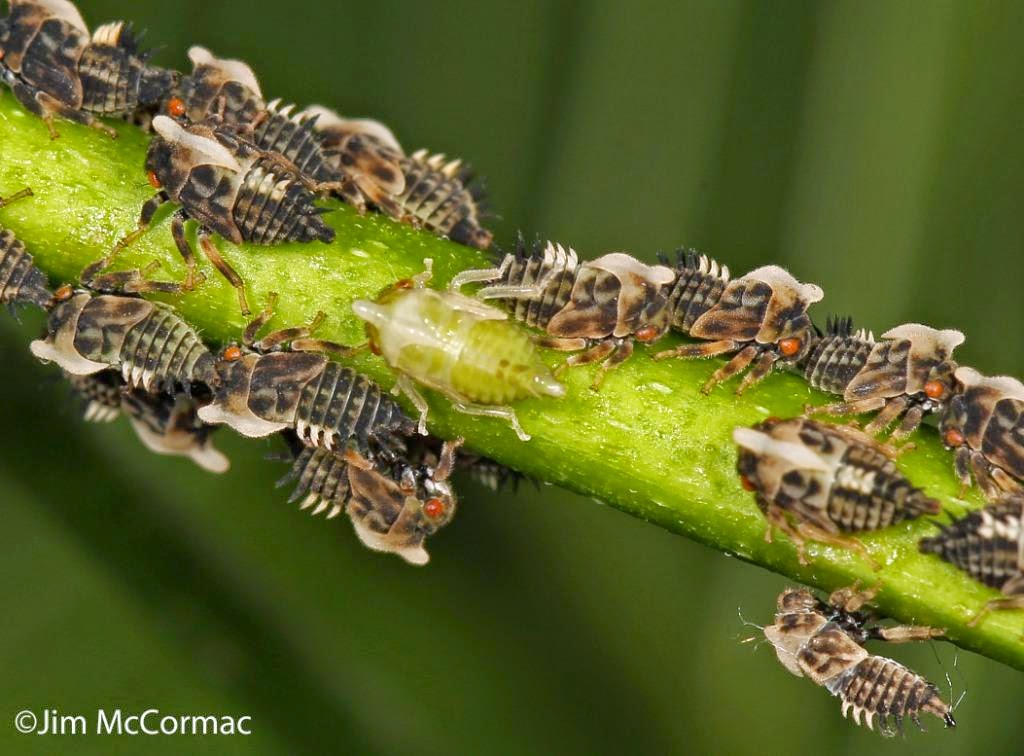 Ohio Birds and Biodiversity Bugs in the Bog