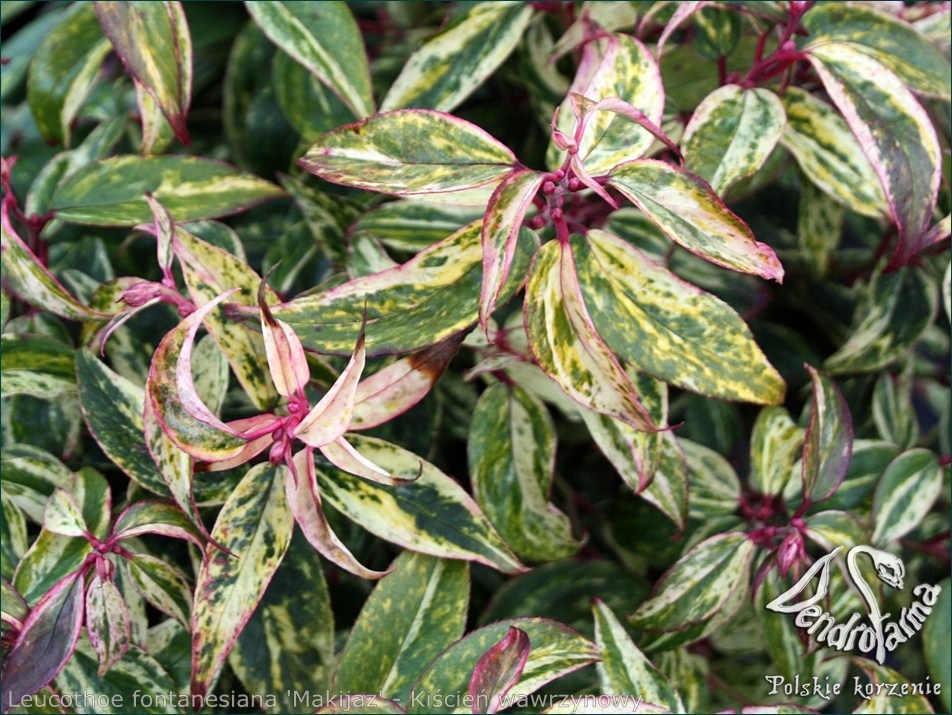 Leucothoe fontanesiana 'Makijaz' - Kiścień wawrzynowy 'Makijaz'