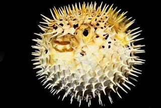 Puffer Fish Hewan Dengan Racun Paling Mematikan