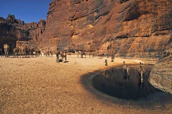 Hundreds of camels are grateful to be herded into the knee deep water. -There’s A Place You Can Barely See In The Middle Of The Desert. But When You Go Closer… AMAZING. Hundreds of camels are grateful to be herded into the knee deep water. -There’s A Place You Can Barely See In The Middle Of The Desert. But When You Go Closer… AMAZING.