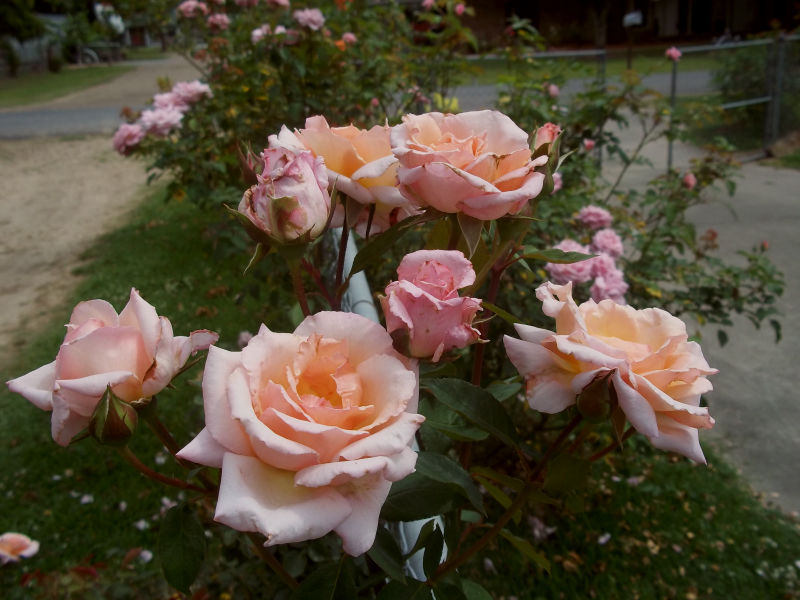 Davy S Louisiana Gardening Blog Rose Bloom Clusters