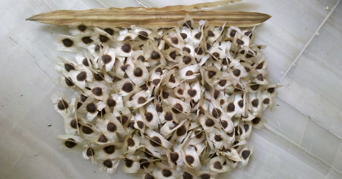 Moringa Ecuador: BENEFICIOS MILAGROSOS AL CONSUMIR Moringa Ecuador: BENEFICIOS MILAGROSOS AL CONSUMIR