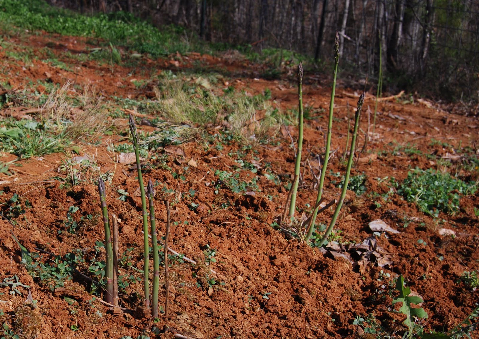 Download Killing Weeds In Asparagus Patch free phmaster