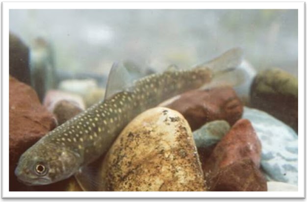 The Fish Files: Anadromous Juvenile Bull Trout in the Skagit River