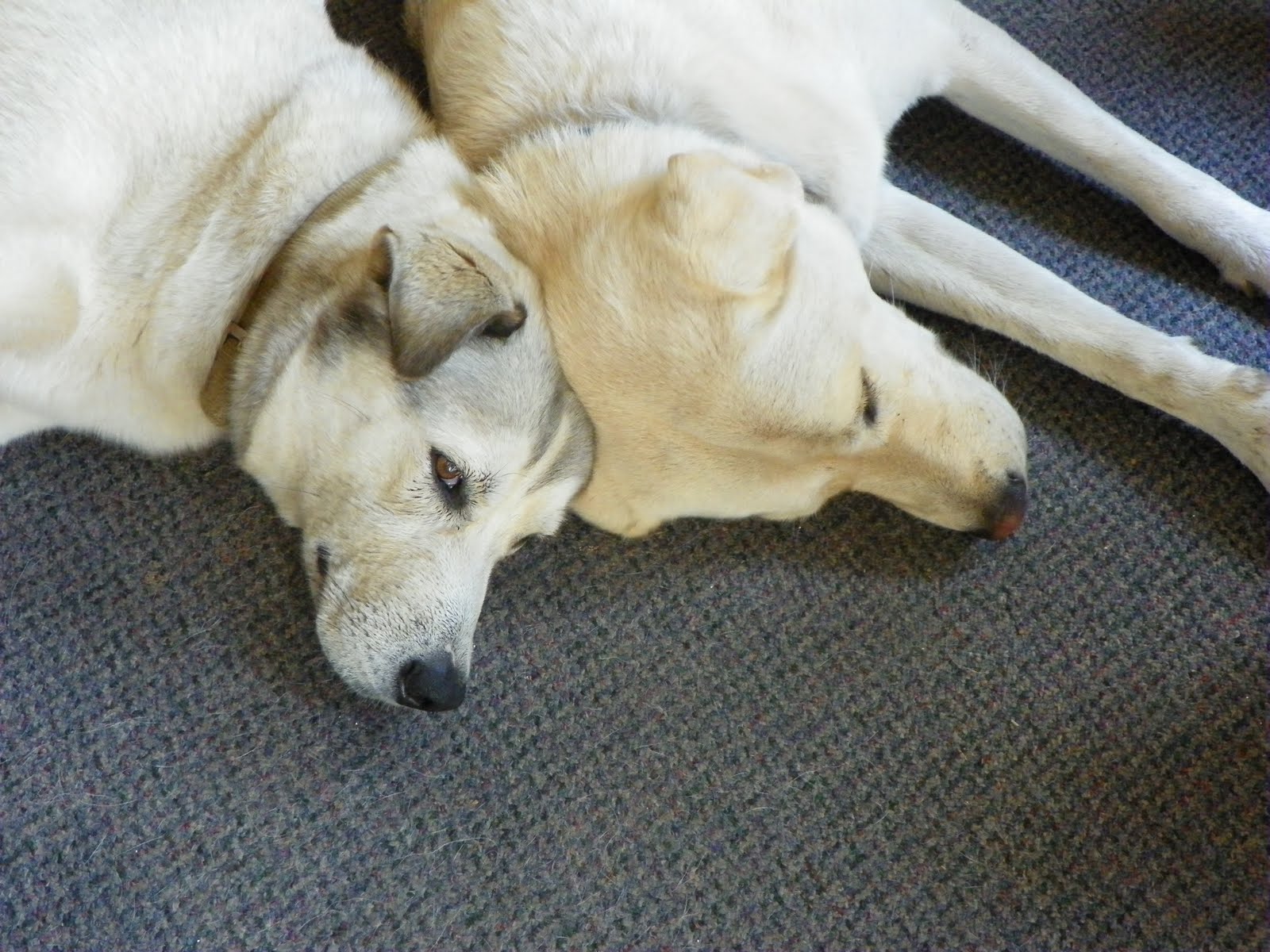 24 PAWS OF LOVE Siamese Twins