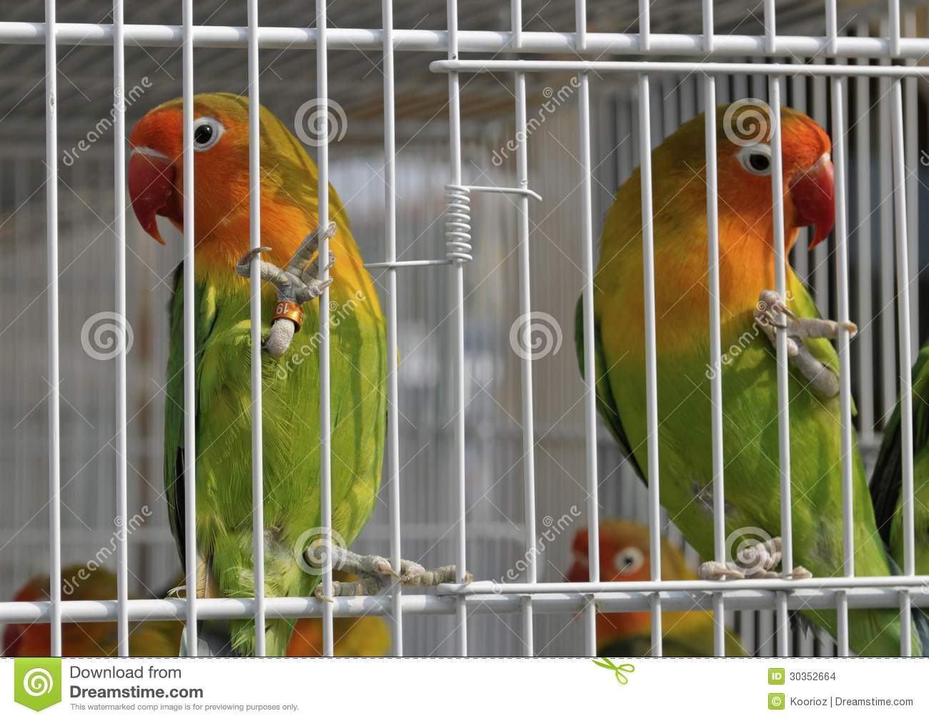 JUDE LIVI's Blog GREEN PARROTS IN A CAGE