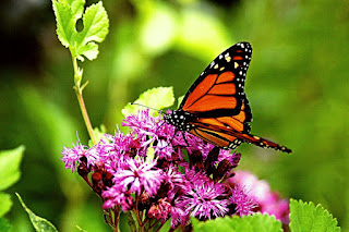 Beautiful Butterfly Images/Pictures