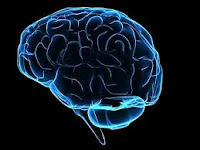 TEST ONLINE PER CALCOLARE L'ETÀ DEL CERVELLO GRATIS