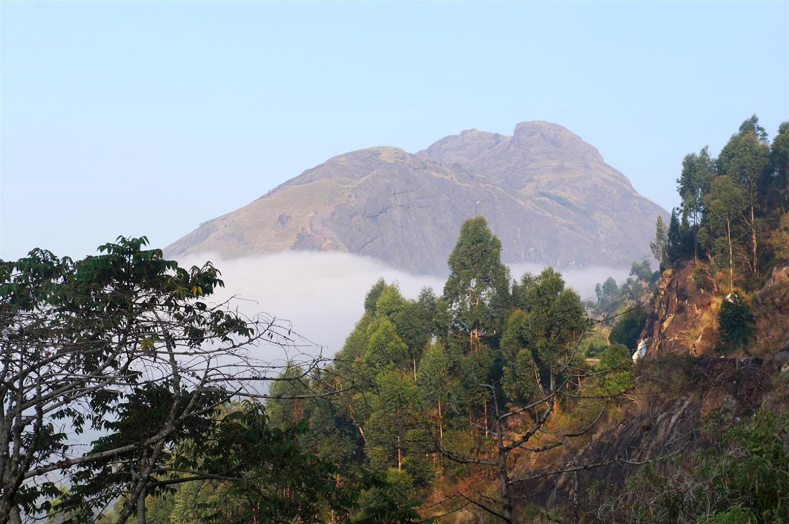 Travel a Life Imperfect Munnar .. Tea fields and beyond, in the Bison