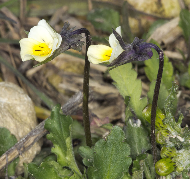 Field Pansy, Viola arvensis.  Nashenden Down Nature Reserve, 14 April 2012.