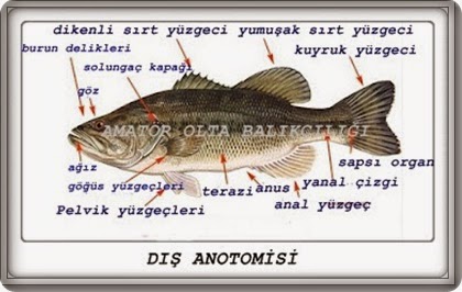 amator ve profosyonel balikcilik balik anatomisi