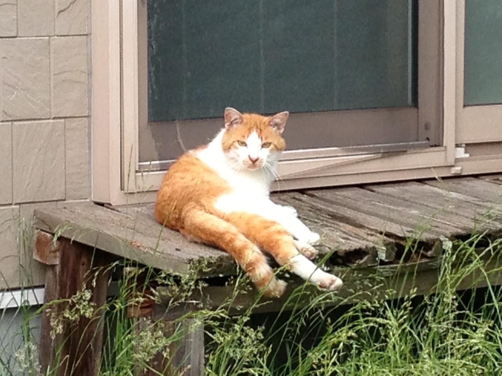 Nabe S Factory 人相ならぬ猫相の悪い