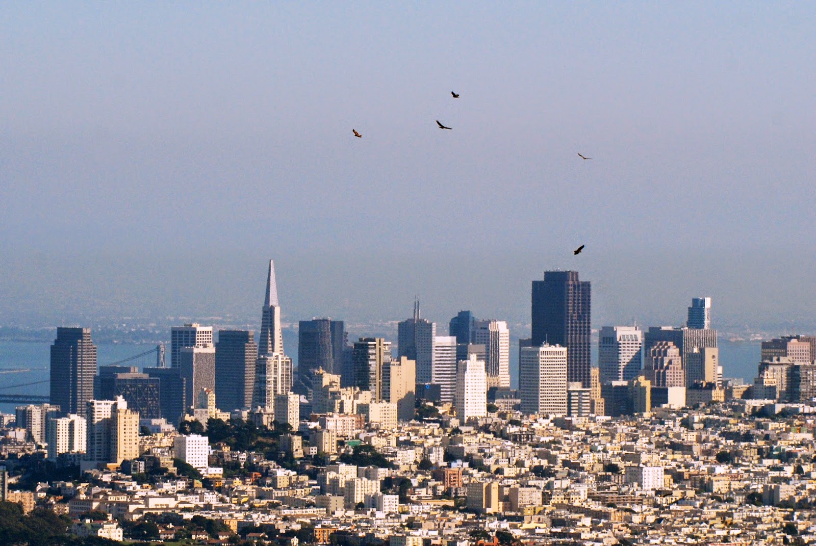 Terms of Venery Cast and Let Fly A Kettle of Hawks