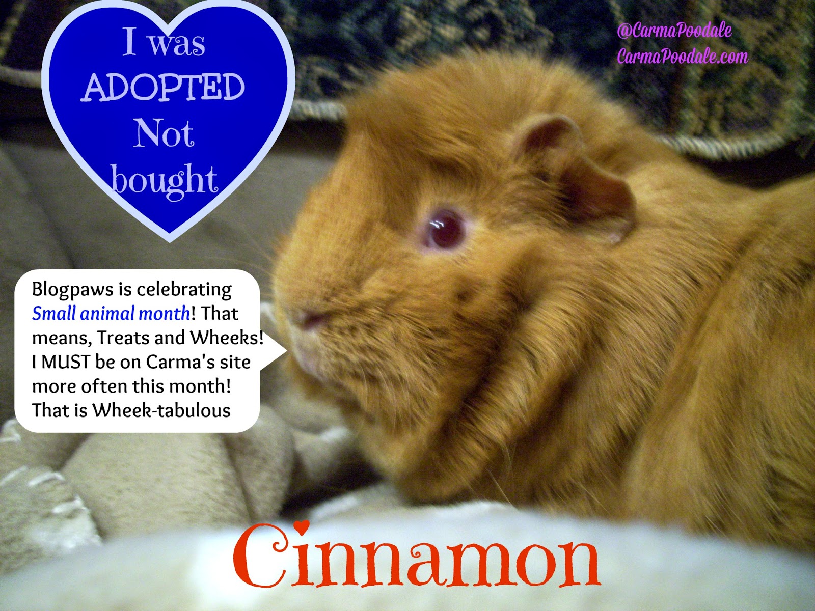 Carma Poodale WWCinnamon the ADOPTED Guinea Pig