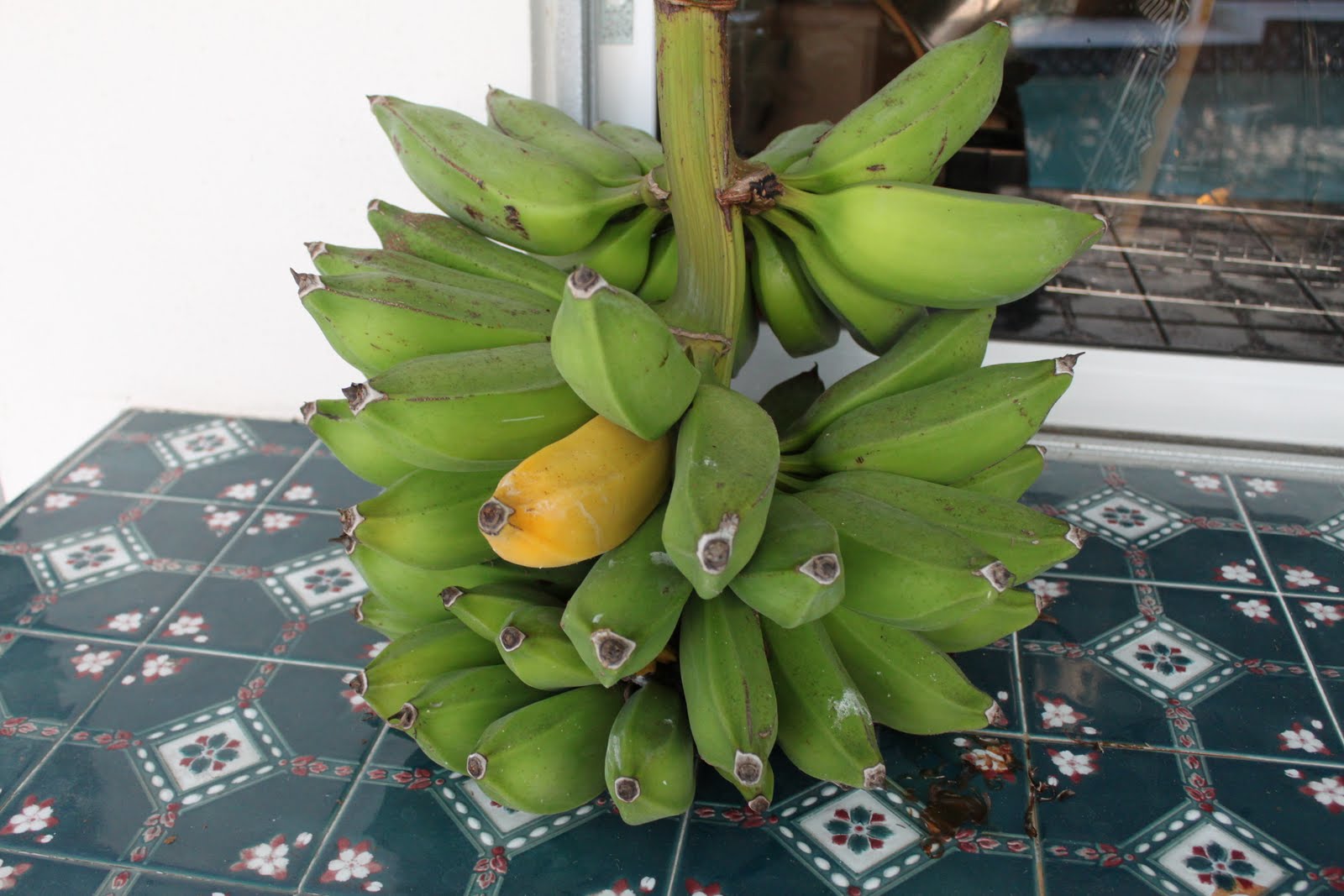 Cheneats Farm Banana Stalk