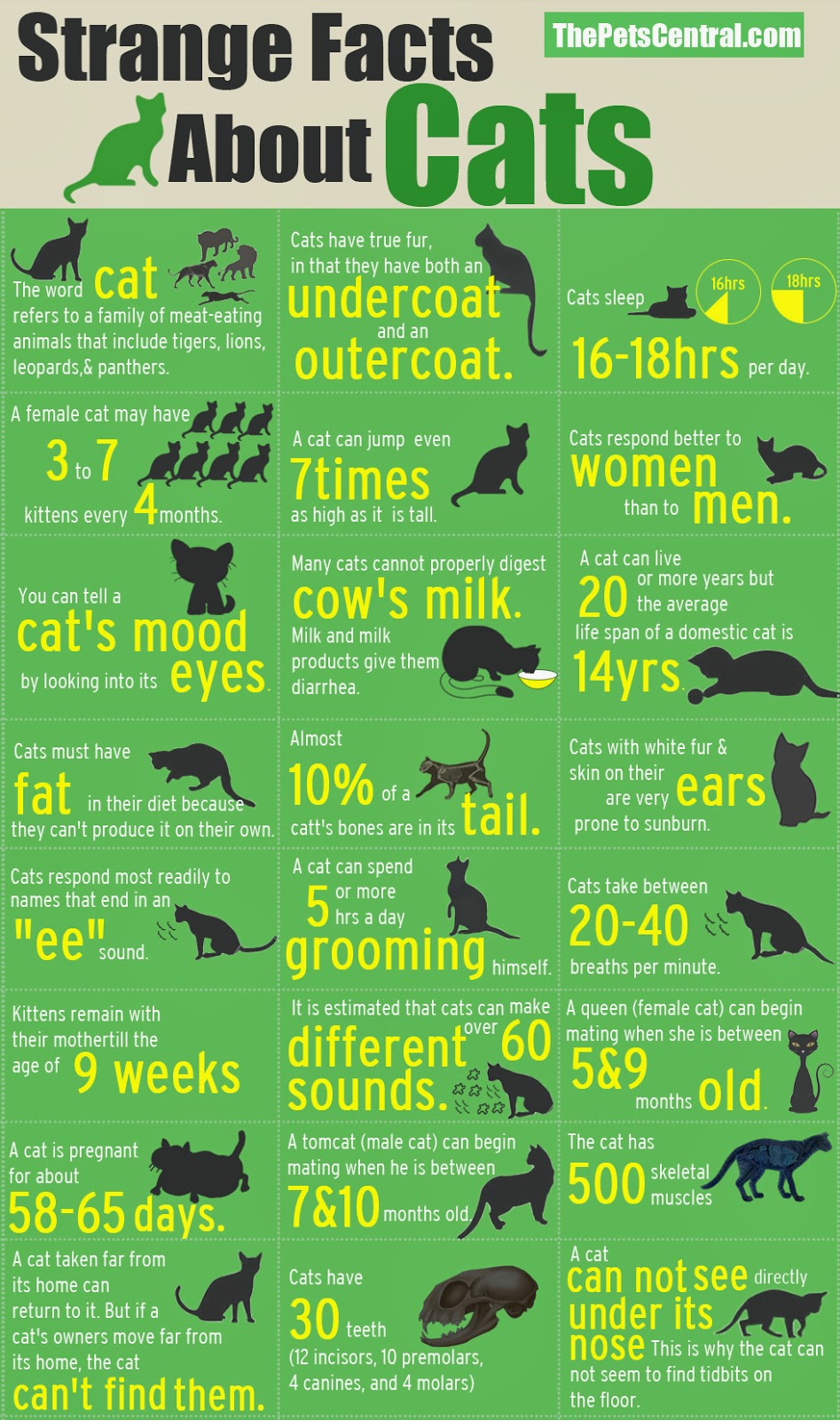 Cats - Types of Cats, Fun Facts & More