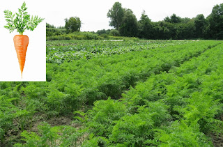How to Growing Own Carrot Farming Business