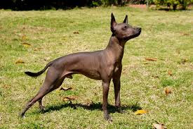 Xoloitzcuintli Dog Breed