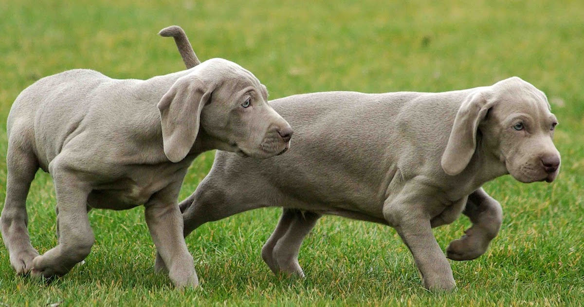 Universo Cani: WEIMARANER