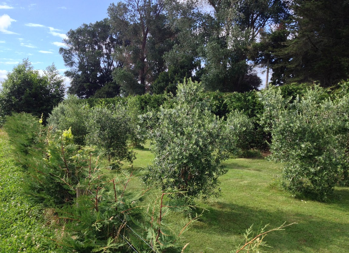 olive garden elk grove willowbrook park the gardens olive garden elk grove willowbrook park the gardens