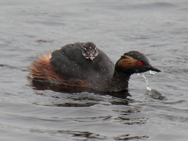 aantal prostituees in nederland 2011