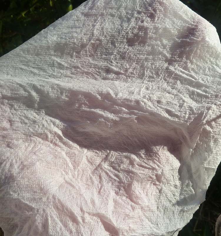 Gidget's Garden Using damp paper towels for organic pest control