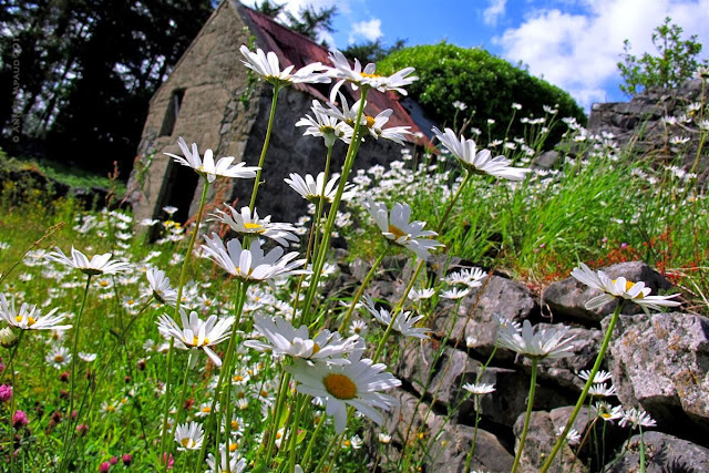 daisy ruin, Oughterard © Annie Japaud Photography  