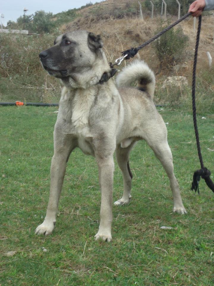 sivas kangal köpekler KANGAL SEVDALILARI