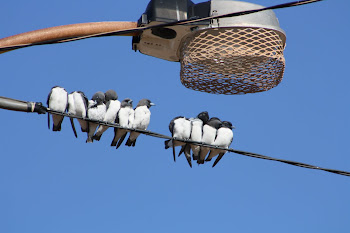 Australian woodswallows love to cluster