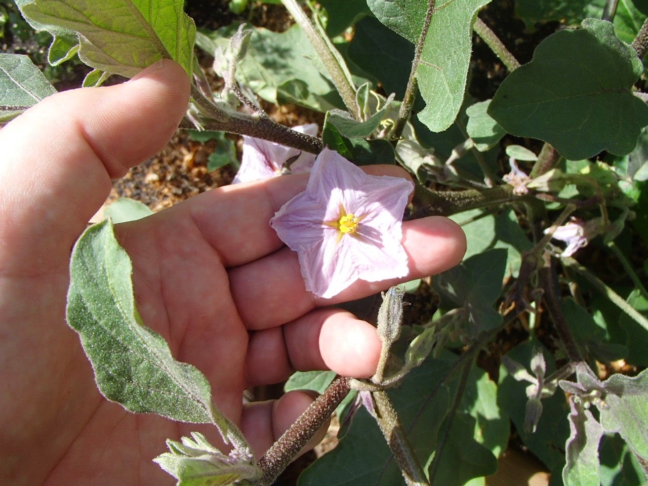 Xtremehorticulture of the Desert Will Eggplant Produce Through Fall