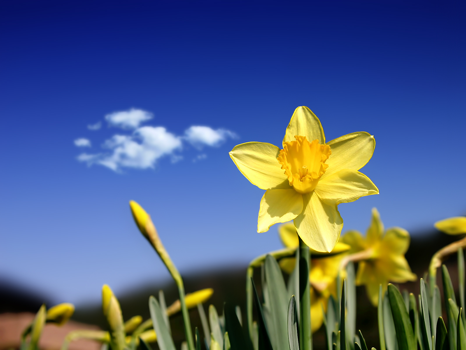 http://2.bp.blogspot.com/-WVJKjiLmRe8/UPOQ5755k4I/AAAAAAAAVCI/IRAUOQfzPG8/s1600/nature_computer_wallpaper+(15).jpg