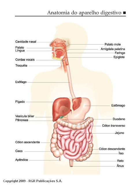 Exame lipase