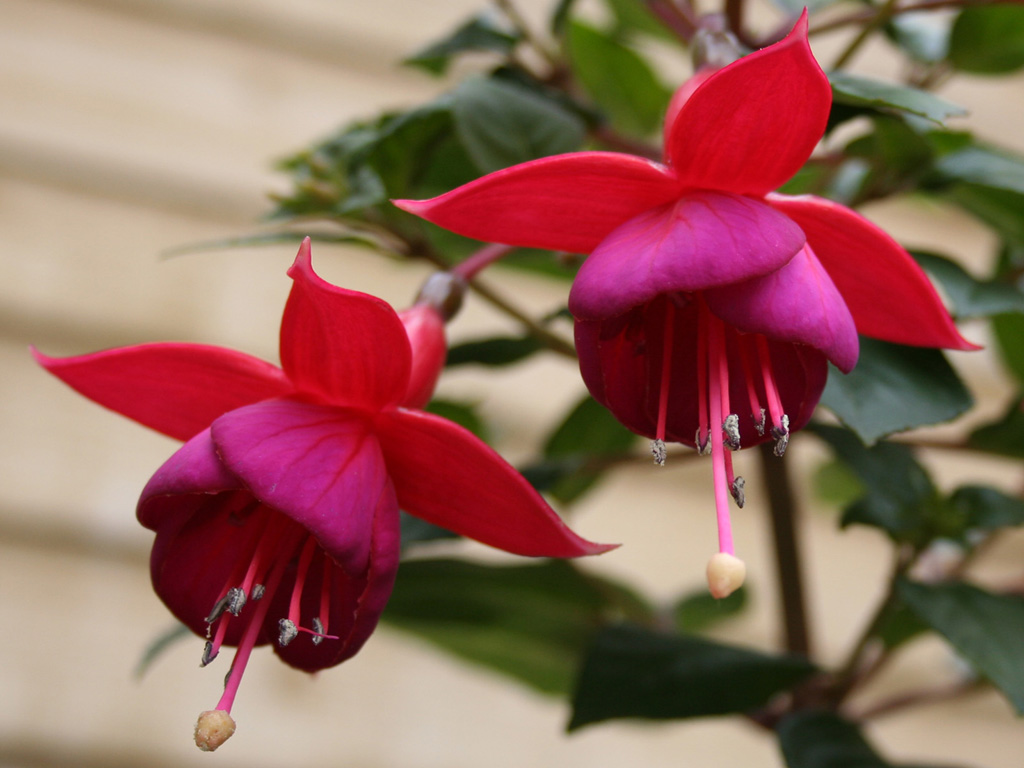 HD flowers wallpapers free