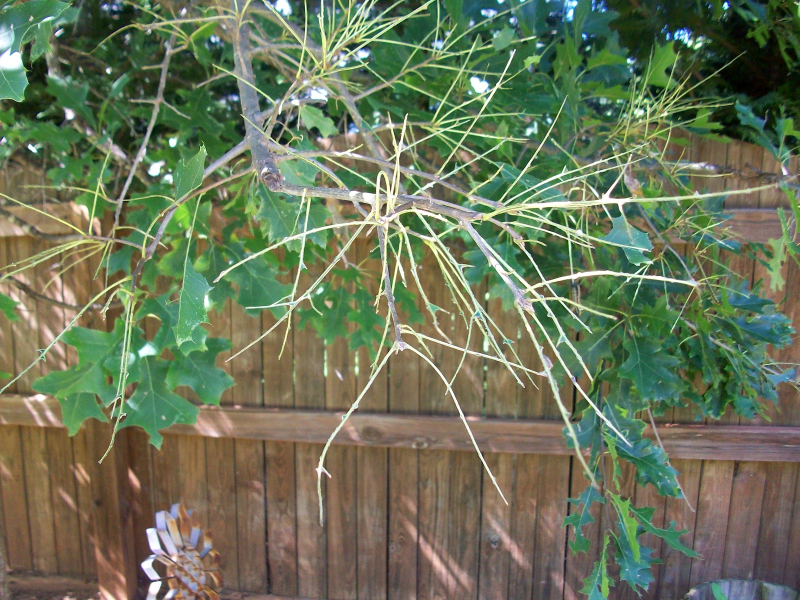 Lillie's Life Lessons What's eating my tree?