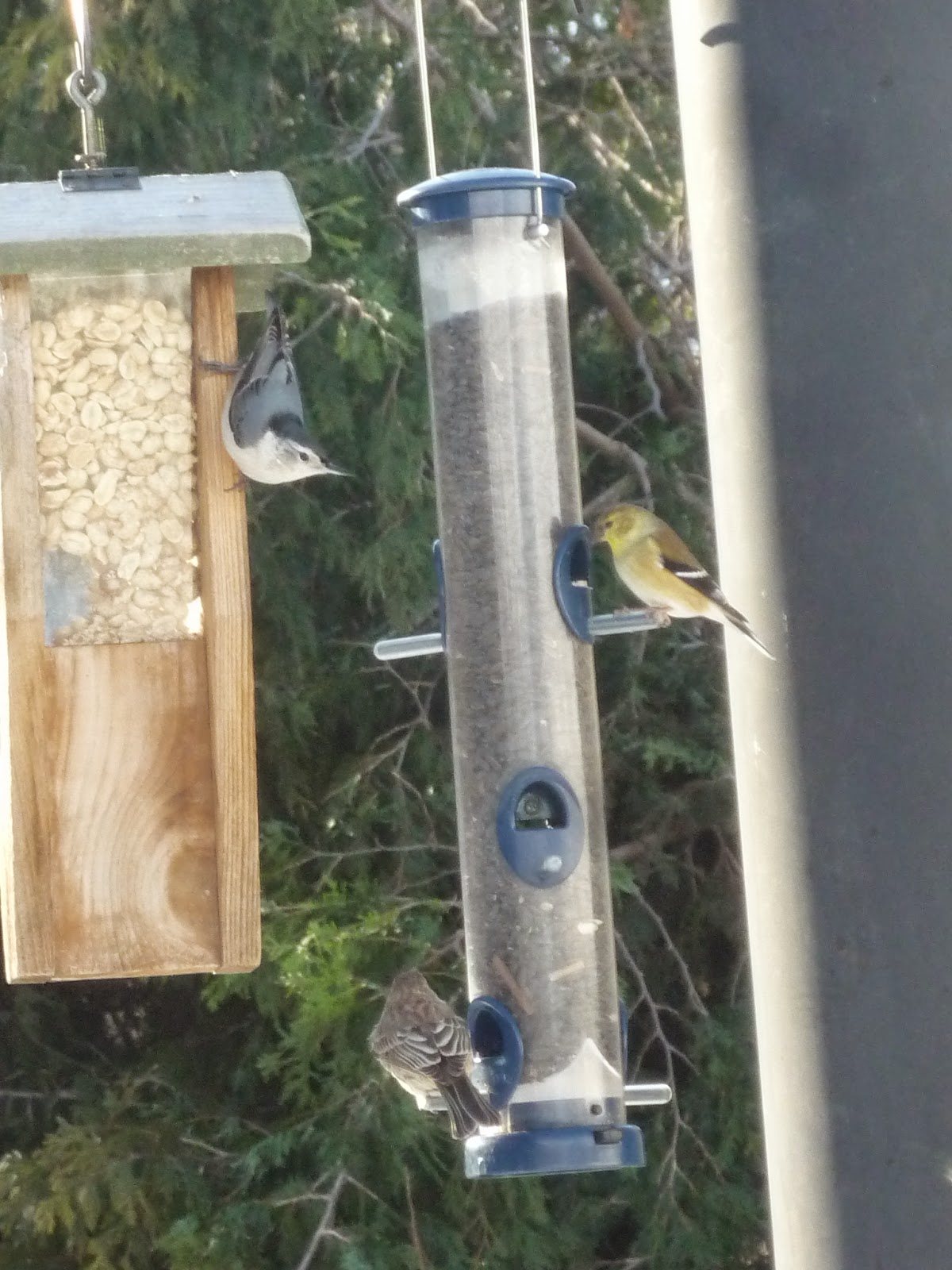 South Burlington birds Birds at peanut feederphotos South