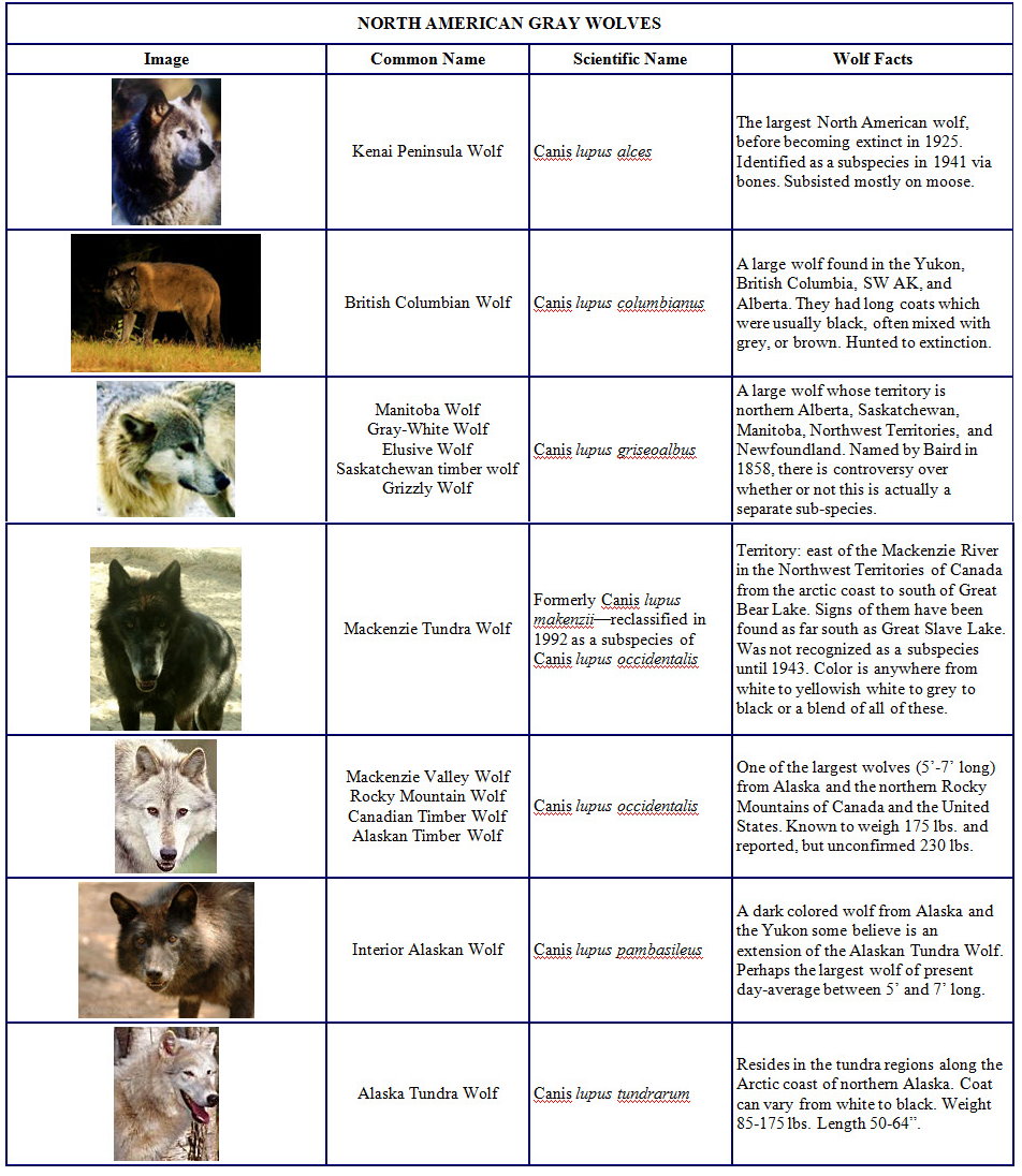 the symbolism of wolves and its influence on the elimination of gray wolf Cry, wolf by ella berven an gray wolves from the lower 48 states over a period of 25 years today many people are convinced that the elimination of the gray. the symbolism of wolves and its influence on the elimination of gray wolf Cry, wolf by ella berven an gray wolves from the lower 48 states over a period of 25 years today many people are convinced that the elimination of the gray.