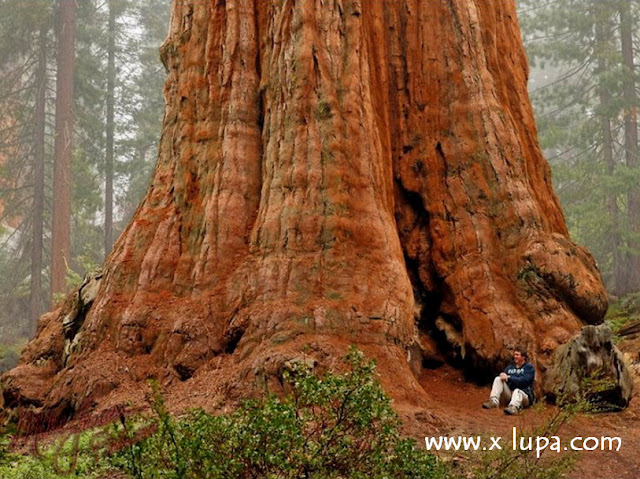 Gambar Pokok Terbesar Di Dunia pokokterbesar Gambar Pokok Terbesar Di Dunia