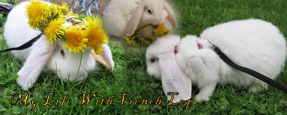My Life With French Lop