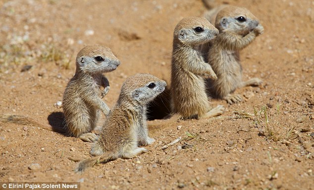 cute baby animal pictures, baby squirrel pictures, ground squirrel pictures, cute baby squirrel
