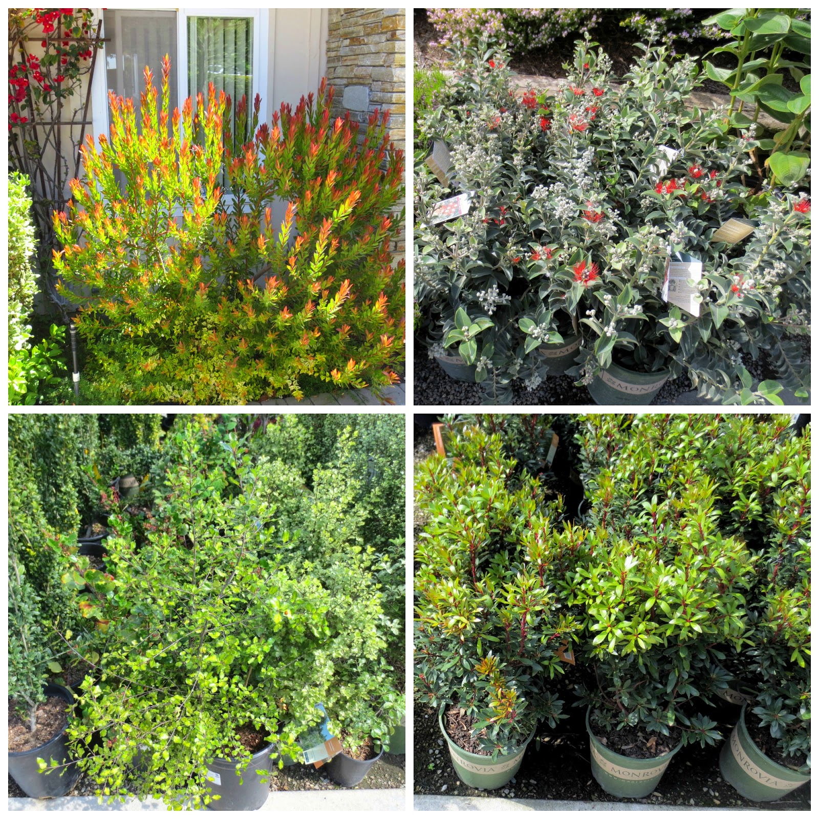 Plant Blog Pittosporum Tenuifolium