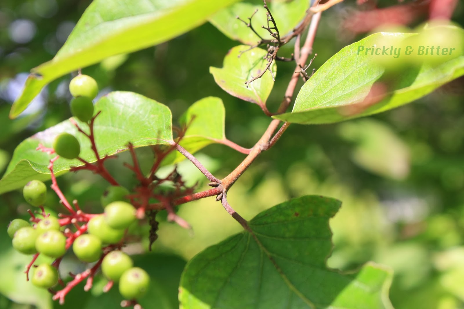 Prickly and Bitter The dogwood with sandpaper leaves