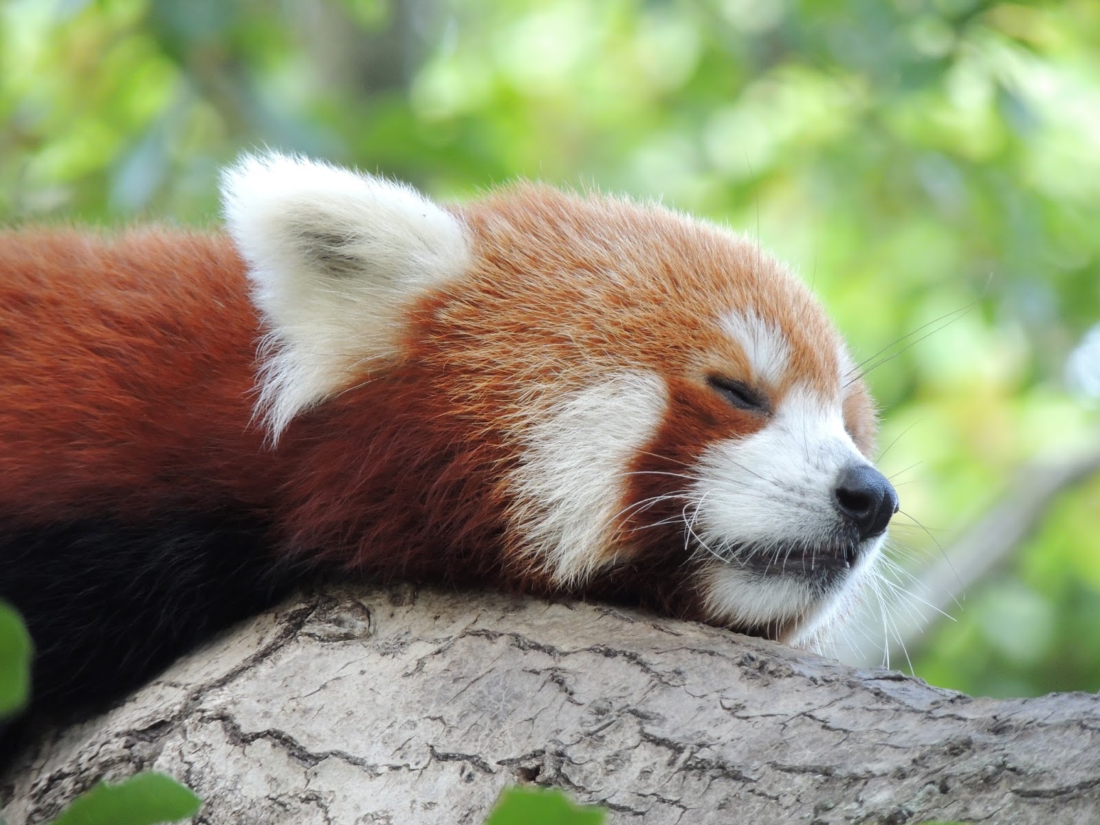 Red Panda, Species