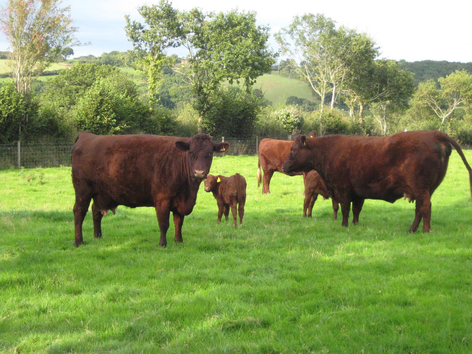 Cows, cows, cows, cows, cows, Cows, cows, cows, cows, cows,
