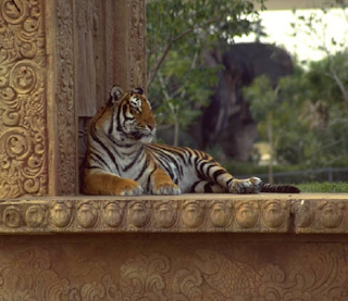Royal Bengal Tiger Royal Bengal Tiger