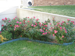 My Knock-out roses this year 2011.