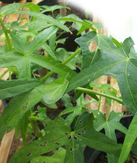 KHASIAT TANAMAN OBAT DAN HERBAL: MANFAAT DAUN GEDI UNTUK ATASI MAAG